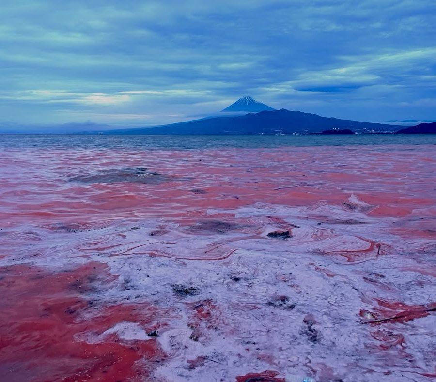 駿河湾が大変なことになってますよ！